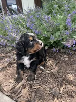 Garruk, a male Bernedoodle for sale in Martinsville, IN – 6 of 8