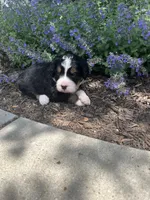 AJ, a male Bernedoodle for sale in Martinsville, IN – 7 of 9