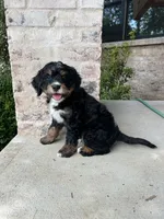 Garruk, a male Bernedoodle for sale in Martinsville, IN – 2 of 8