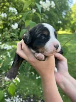 Nic, a male Bernedoodle for sale in Martinsville, IN – 8 of 9