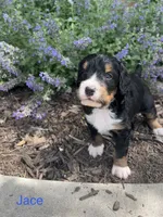 Jace, a male Bernedoodle for sale in Martinsville, IN – 8 of 10