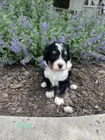 Urza, a male Bernedoodle for sale in Martinsville, IN – 6 of 9