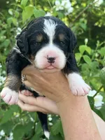 AJ, a male Bernedoodle for sale in Martinsville, IN – 8 of 9