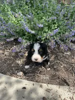 Nic, a male Bernedoodle for sale in Martinsville, IN – 5 of 9