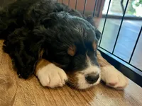 Jace, a male Bernedoodle for sale in Martinsville, IN – 5 of 10