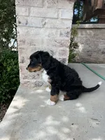 Jace, a male Bernedoodle for sale in Martinsville, IN – 2 of 10