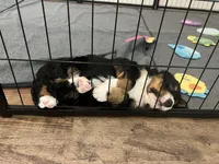 Jace, a male Bernedoodle for sale in Martinsville, IN – 6 of 10