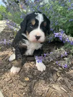 AJ, a male Bernedoodle for sale in Martinsville, IN – 6 of 9