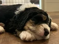 Urza, a male Bernedoodle for sale in Martinsville, IN – 4 of 9