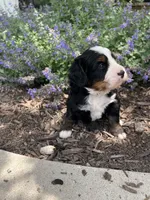 Nic, a male Bernedoodle for sale in Martinsville, IN – 7 of 9
