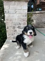 Urza, a male Bernedoodle for sale in Martinsville, IN – 2 of 9