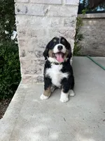 AJ, a male Bernedoodle for sale in Martinsville, IN – 1 of 9