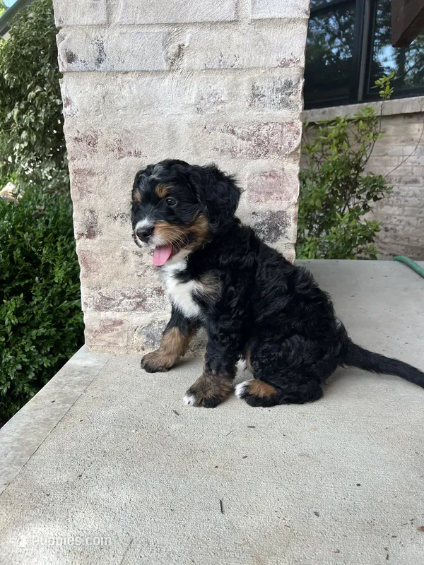 Garruk – Bernedoodle puppy for sale in Martinsville, IN
