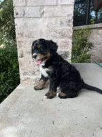 Garruk, a male Bernedoodle for sale in Martinsville, IN – 1 of 8