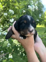 Garruk, a male Bernedoodle for sale in Martinsville, IN – 7 of 8