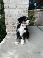 AJ, a male Bernedoodle for sale in Martinsville, IN – 3 of 9