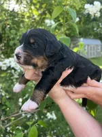 Jace, a male Bernedoodle for sale in Martinsville, IN – 9 of 10