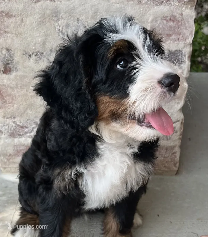 Nic – Bernedoodle puppy for sale in Martinsville, IN