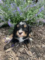 Garruk, a male Bernedoodle for sale in Martinsville, IN – 5 of 8