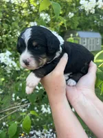 Urza, a male Bernedoodle for sale in Martinsville, IN – 8 of 9