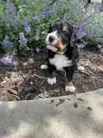 Jace, a male Bernedoodle for sale in Martinsville, IN – 7 of 10