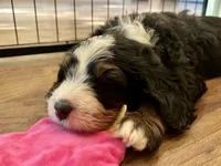 Nic, a male Bernedoodle for sale in Martinsville, IN – 3 of 9