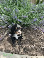 Garruk, a male Bernedoodle for sale in Martinsville, IN – 4 of 8