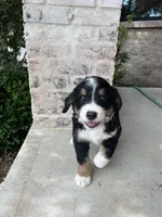 AJ, a male Bernedoodle for sale in Martinsville, IN – 2 of 9