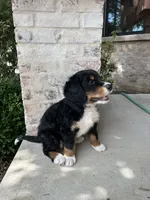 Jace, a male Bernedoodle for sale in Martinsville, IN – 4 of 10