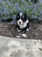 Urza, a male Bernedoodle for sale in Martinsville, IN – 7 of 9