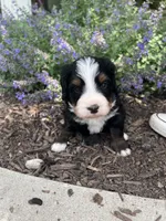 Nic, a male Bernedoodle for sale in Martinsville, IN – 6 of 9