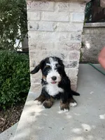 Nic, a male Bernedoodle for sale in Martinsville, IN – 2 of 9