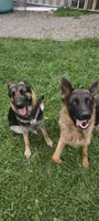 Thunder, a male German Shepherd Dog for sale in Townsend, MA – 6 of 10