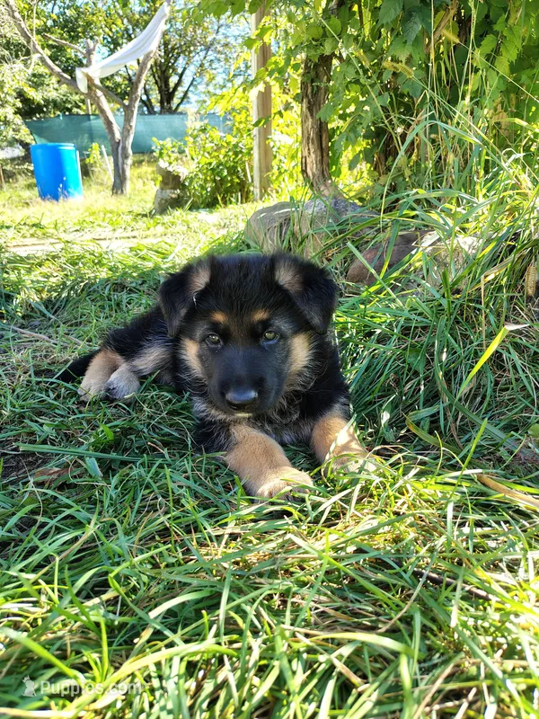 Muffin – German Shepherd Dog puppy for sale in Townsend, MA
