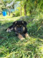 Muffin, a female German Shepherd Dog for sale in Townsend, MA – 1 of 3