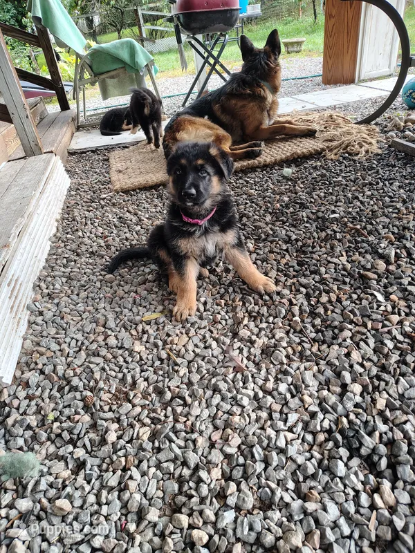 Muffin – German Shepherd Dog puppy for sale in Townsend, MA
