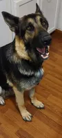 Thunder, a male German Shepherd Dog for sale in Townsend, MA – 4 of 10