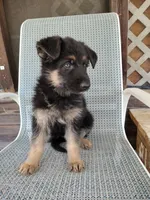 Sky, a female German Shepherd Dog for sale in Townsend, MA – 3 of 4