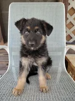 Sky, a female German Shepherd Dog for sale in Townsend, MA – 2 of 4