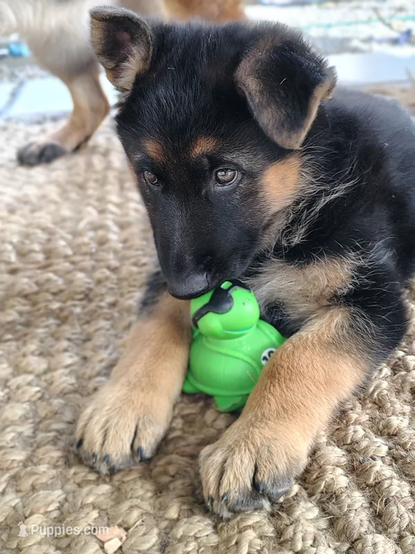 Muffin – German Shepherd Dog puppy for sale in Townsend, MA