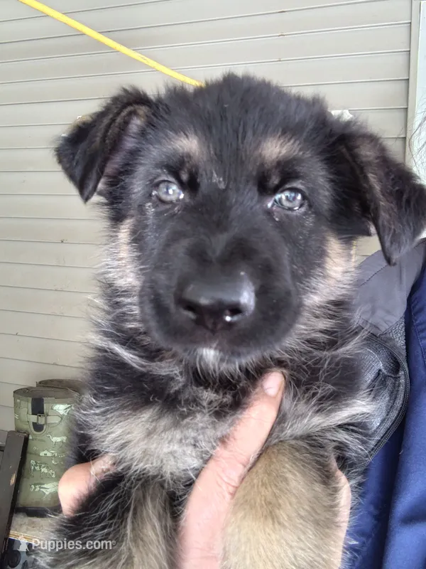 Sky – German Shepherd Dog puppy for sale in Townsend, MA