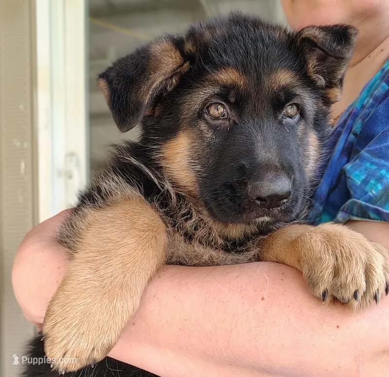 Thunder – German Shepherd Dog puppy for sale in Townsend, MA
