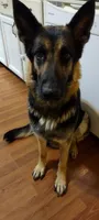 Thunder, a male German Shepherd Dog for sale in Townsend, MA – 5 of 10