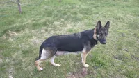 Thunder, a male German Shepherd Dog for sale in Townsend, MA – 7 of 10