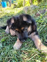 Muffin, a female German Shepherd Dog for sale in Townsend, MA – 3 of 3