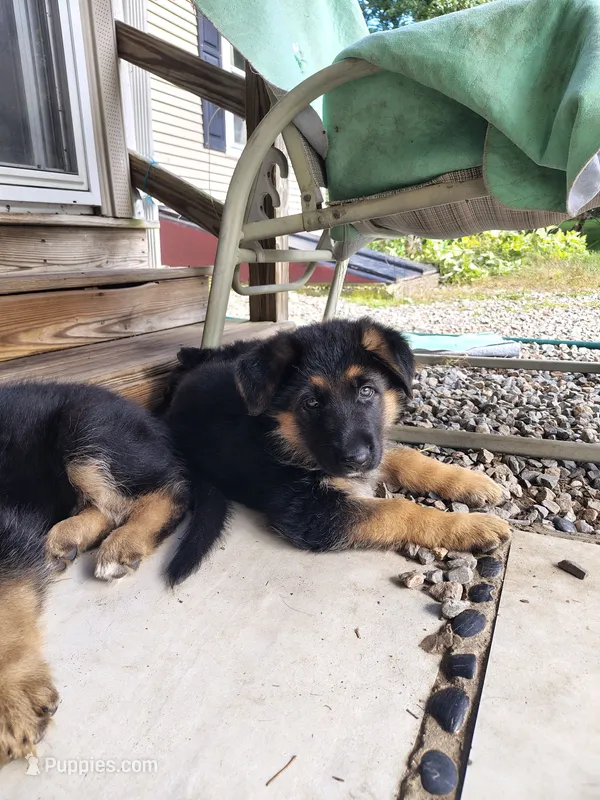 Muffin – German Shepherd Dog puppy for sale in Townsend, MA