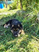 Muffin, a female German Shepherd Dog for sale in Townsend, MA – 2 of 3