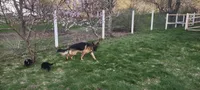 Thunder, a male German Shepherd Dog for sale in Townsend, MA – 8 of 10