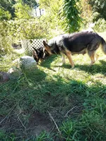Sky, a female German Shepherd Dog for sale in Townsend, MA – 4 of 4