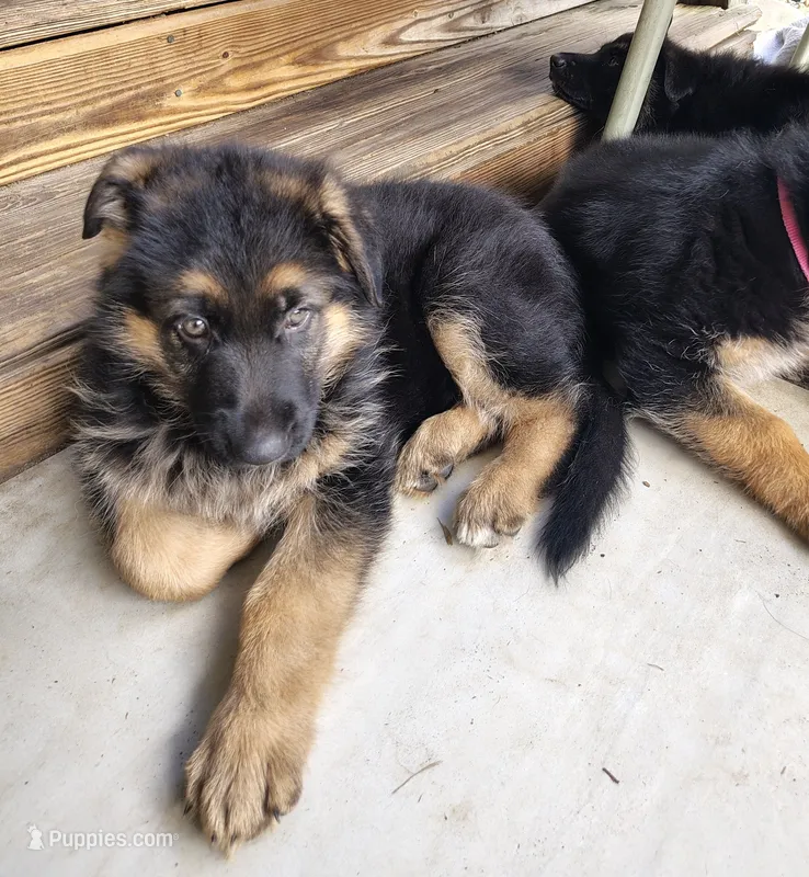 Bacon – German Shepherd Dog puppy for sale in Townsend, MA
